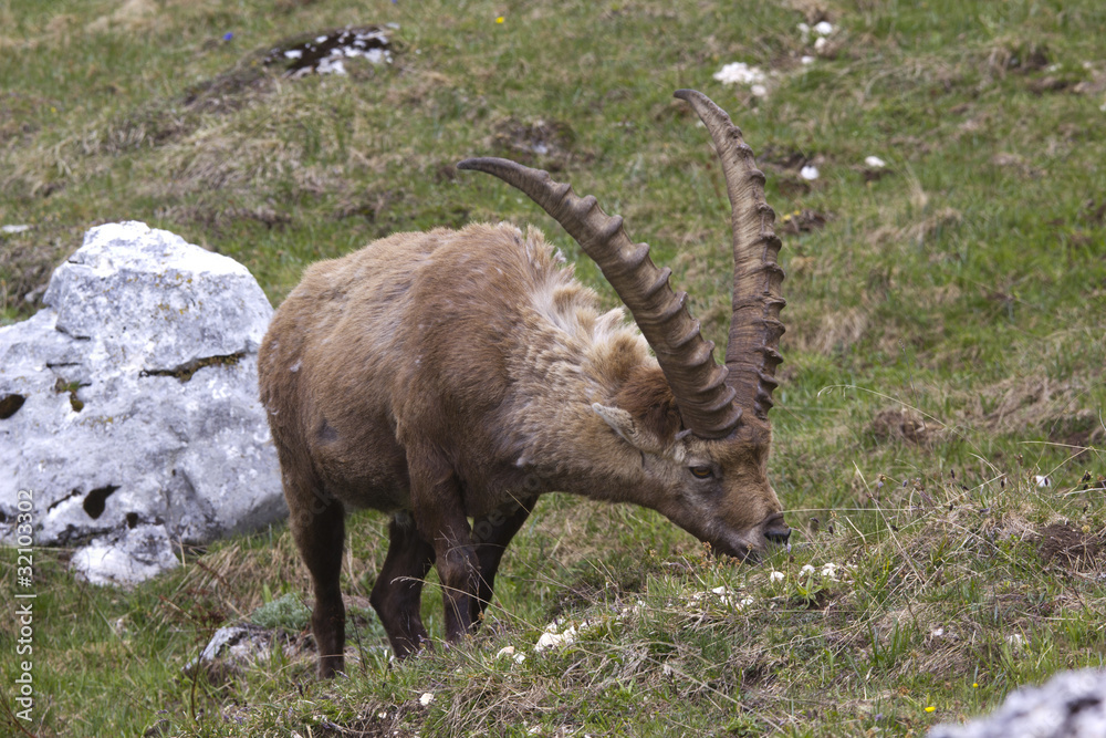 Alpine ibex feeding