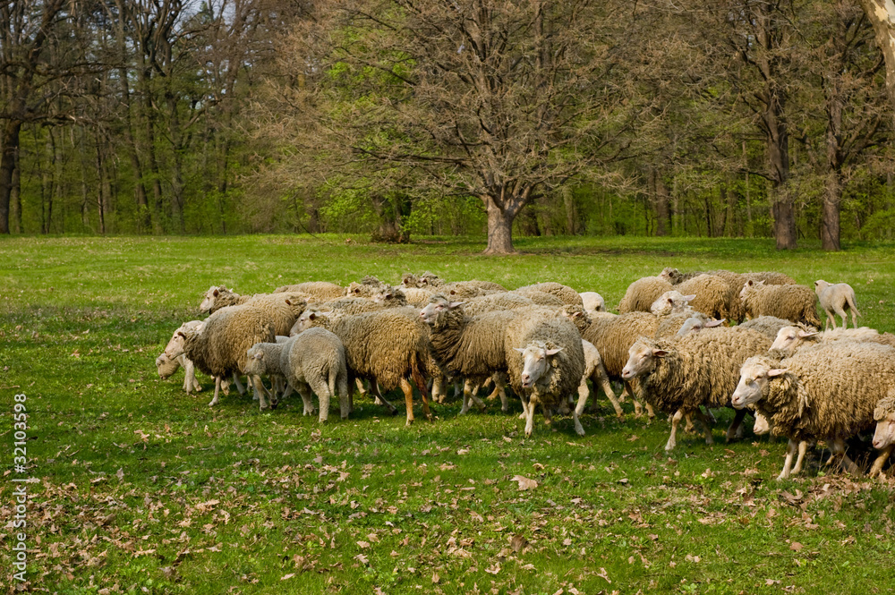 Naklejka premium Flock of sheep grazing