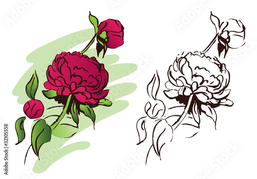 Peony flower  hand drawn illustration