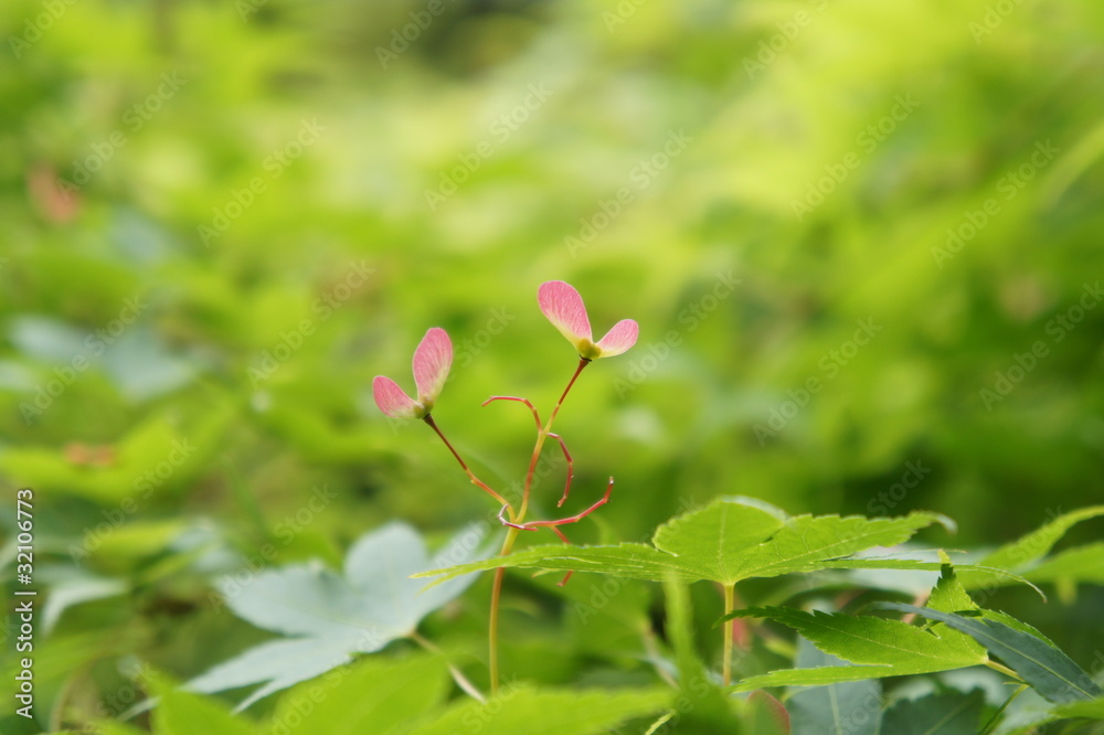 モミジの種 maple seeds モミジの種 maple seeds