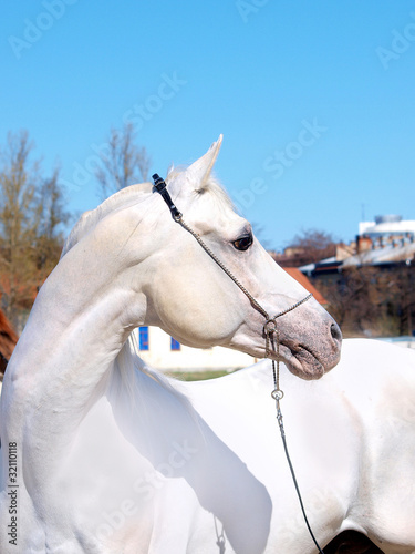 portrait of the white arabian horse