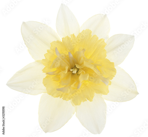 daffodil