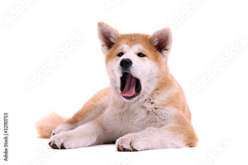 kleiner Akita Inu Welpe liegend gähnend