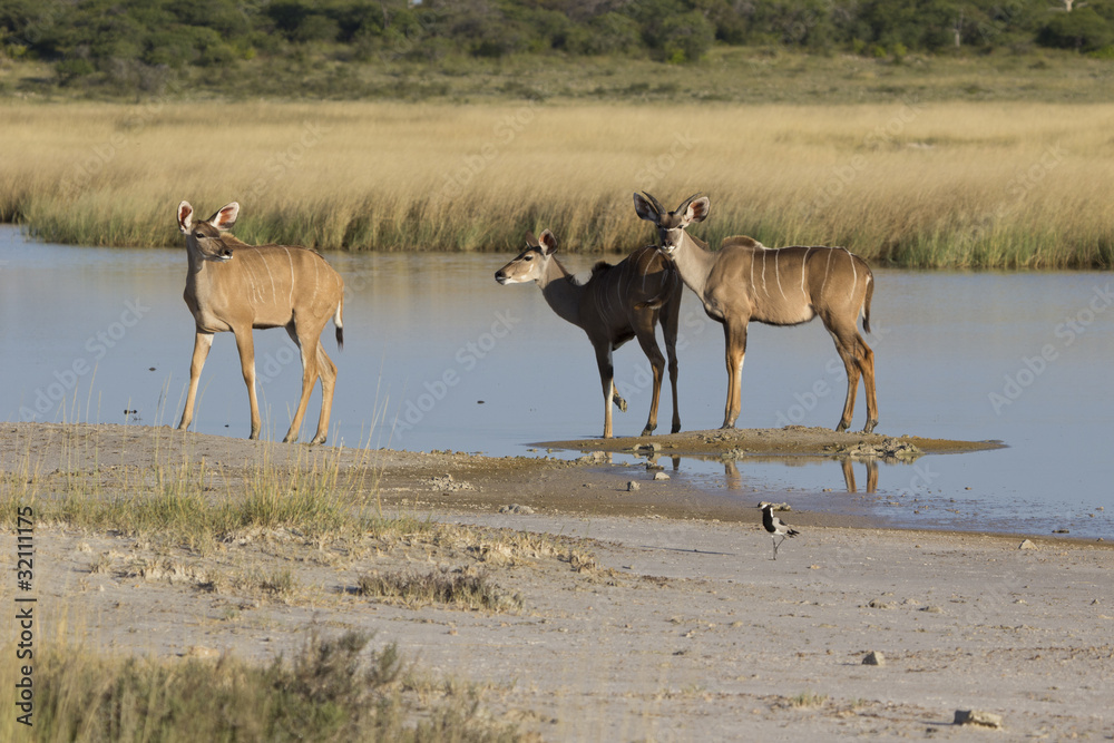 Kudus Kudus