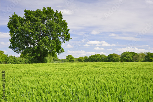 Beautiful Spring Summer image of windy corn field with vibrant b