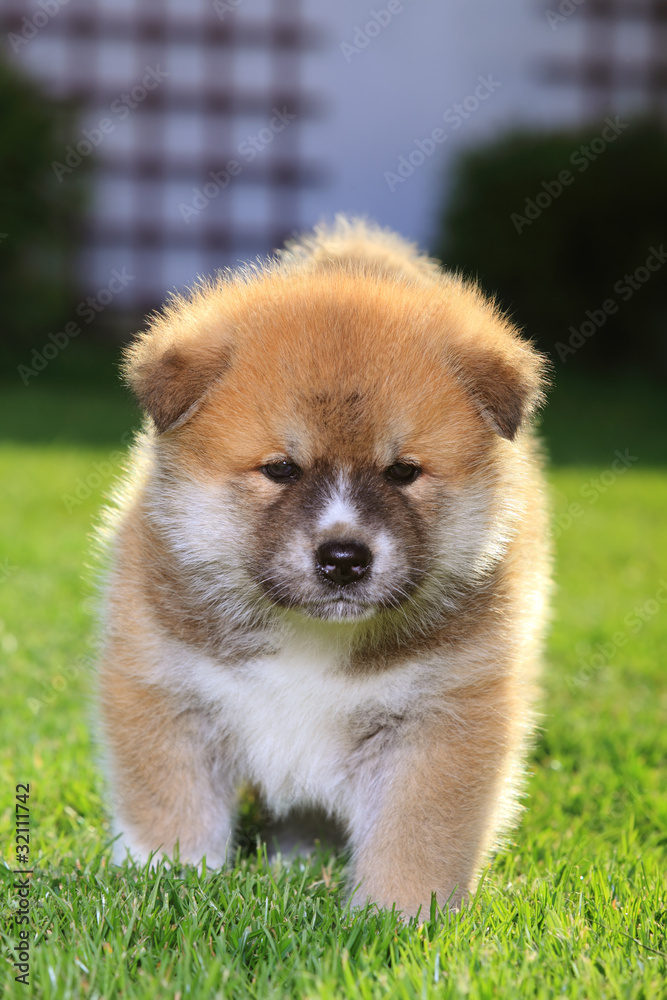 Puppy dog, young Japanese Akita Inu