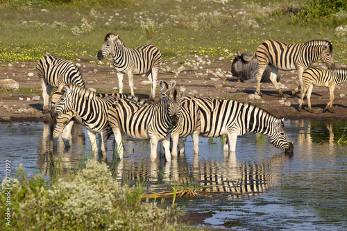 Zebraherde