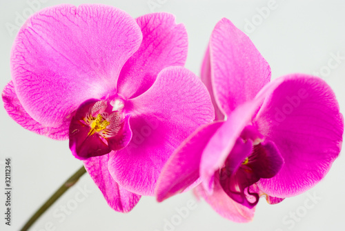 Pink orchid isolated on white background