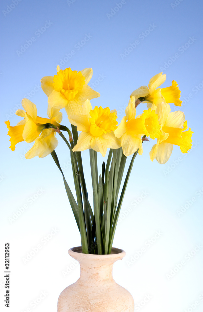 Yellow daffodils in a vase on blue background Yellow daffodils in a vase on blue background