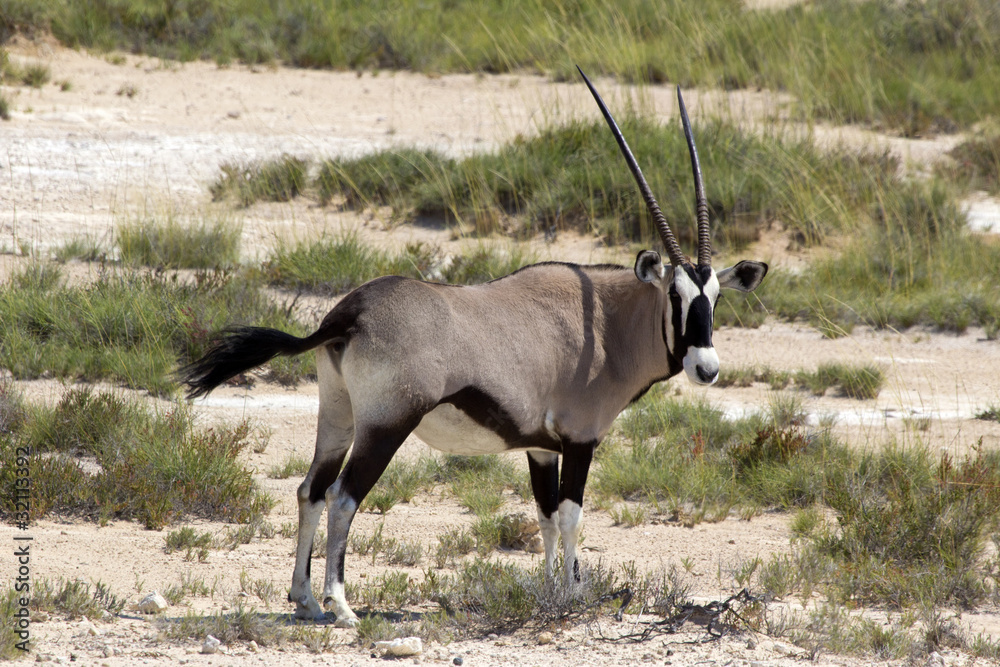 Oryxantilope Oryxantilope