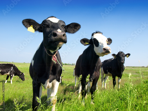 Calves on the field photo