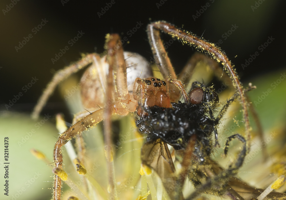 Spider feeding on caught fly Spider feeding on caught fly