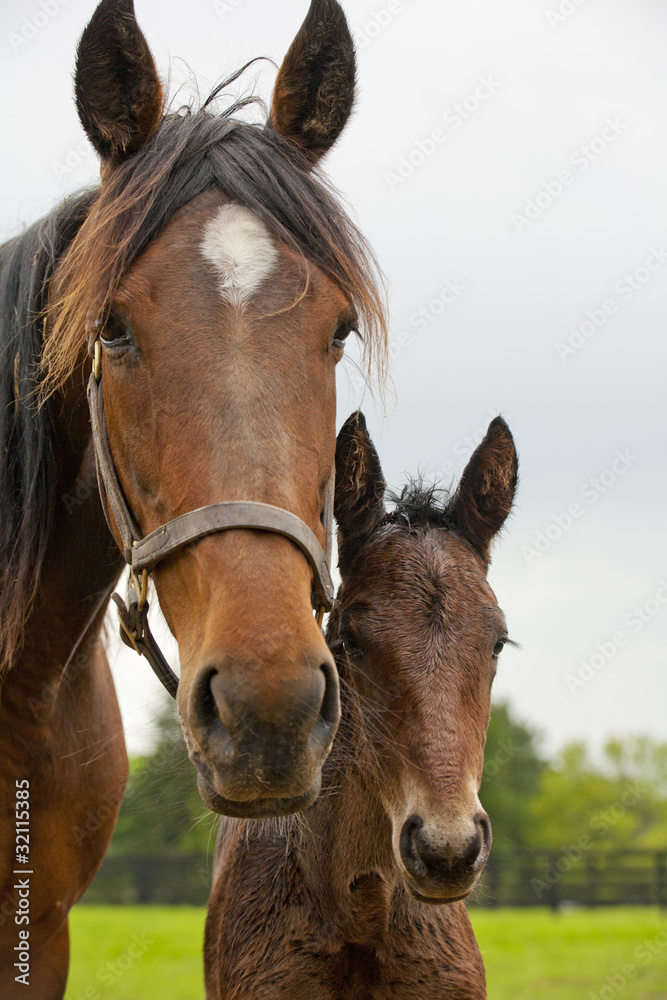Fototapeta premium Mare & Foal
