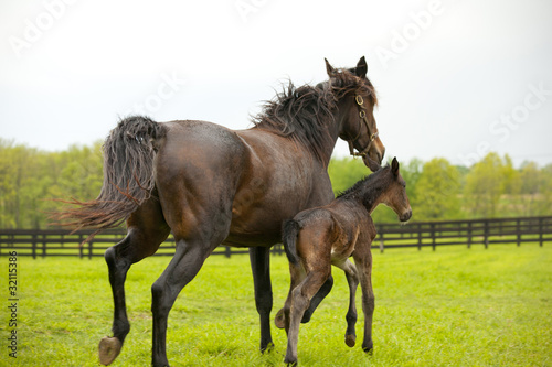 Mare   foal