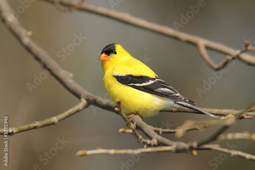 Male American Goldfinch (Carduelis tristis) -Ontario, Canada