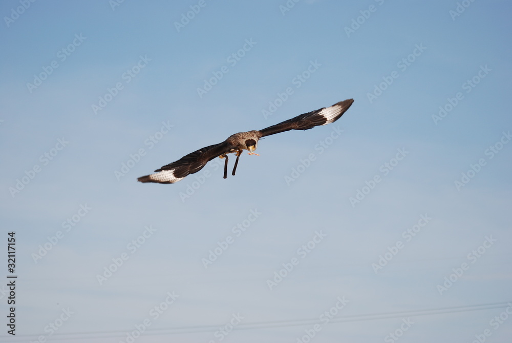 Obraz premium rapace