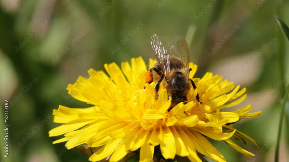 dandelion dandelion