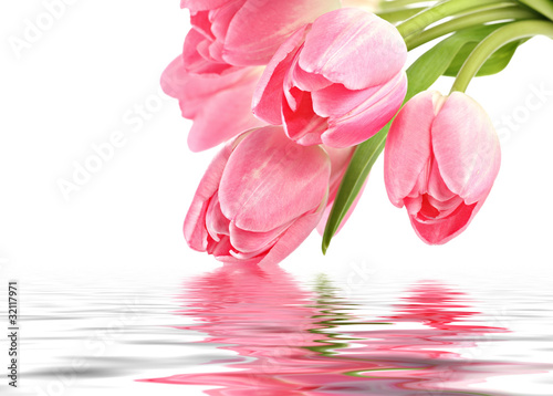 Pink tulips with water reflection and copy space