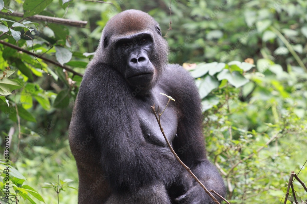 gorille de plaine portrait cameroun