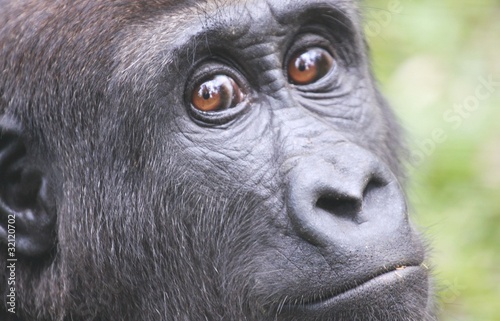 gorille juvénile portrait cameroun