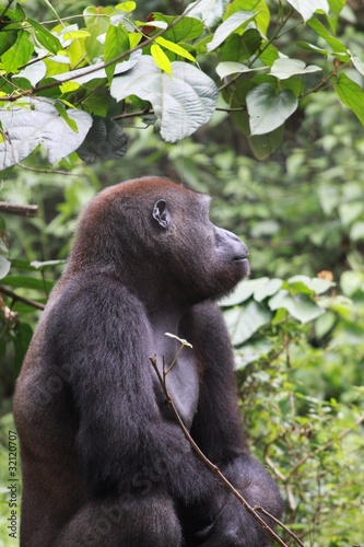 gorille de plaine cameroun