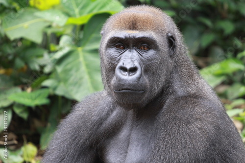 gorille de plaine portrait cameroun © jf Lefèvre
