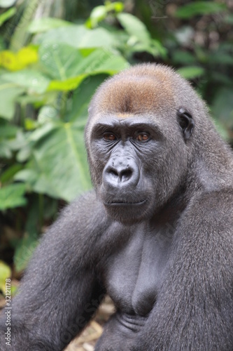 gorille de plaine portrait cameroun