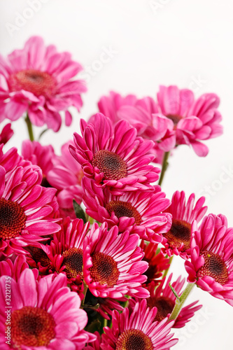 Chrysanthemum Flowers