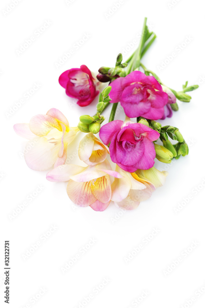 Fototapeta premium freesia flowers
