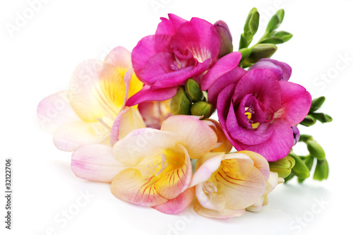 freesia flowers photo