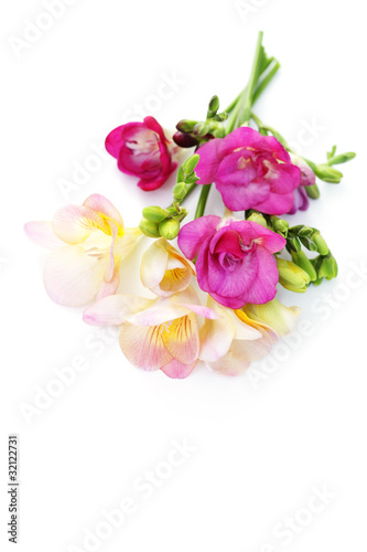 freesia flowers