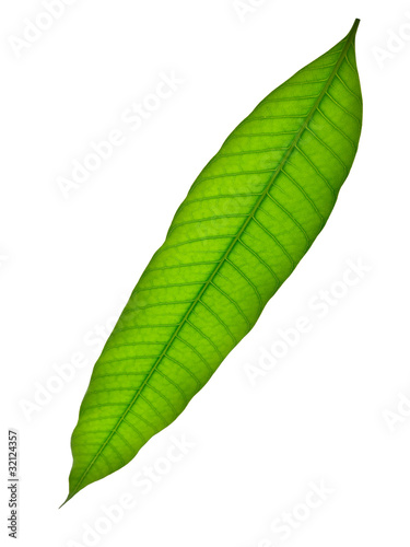 single green leaf isolated on white