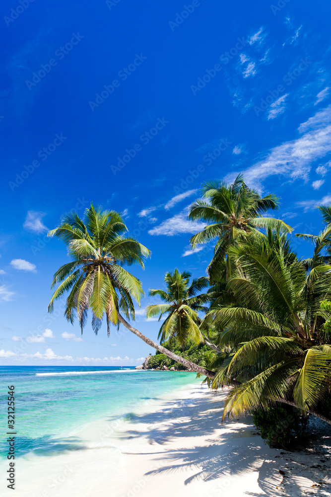 seychelles plage cocotier