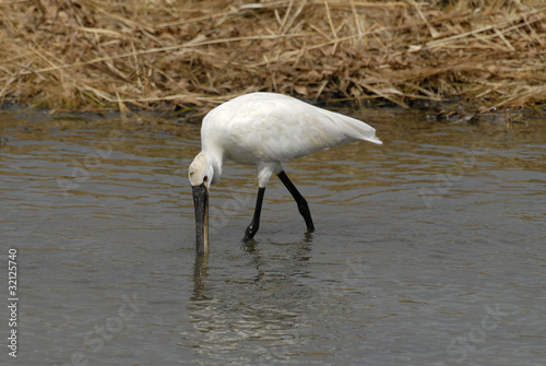 Spatule blanche, Platalea leucoradia photo