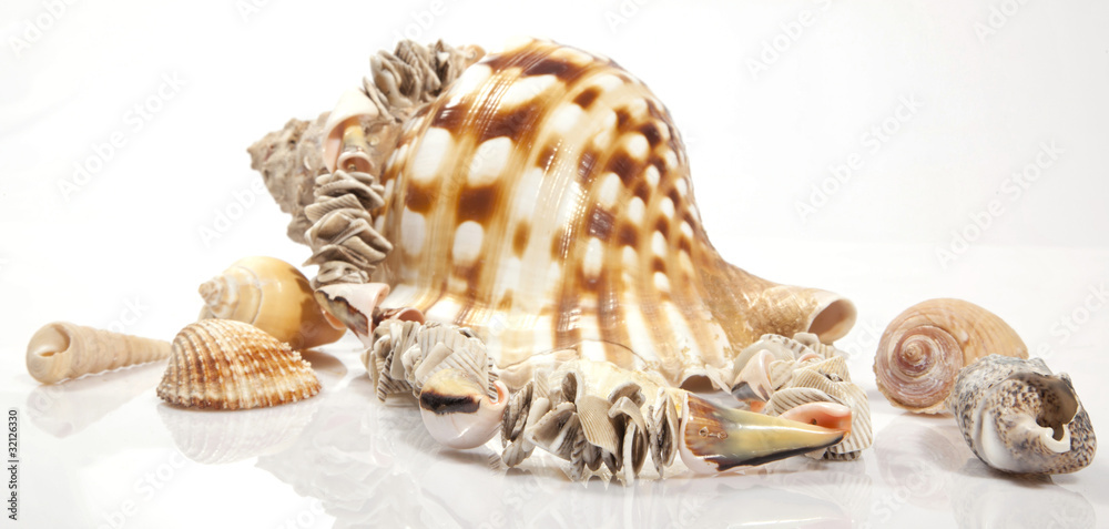 Obraz premium MODESCHMUCK AUS MUSCHELN Photo © Herby Meseritsch
