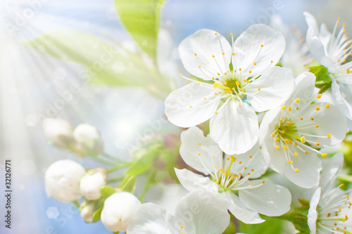 Flowering cherry © vladstar