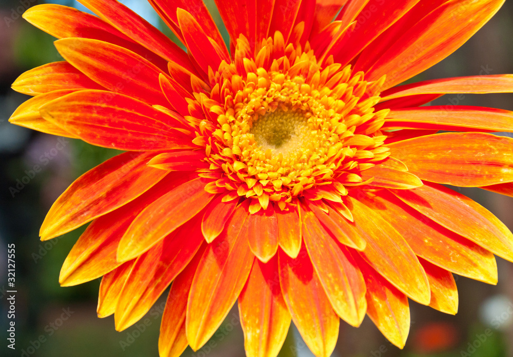 gerbera orange gerbera orange