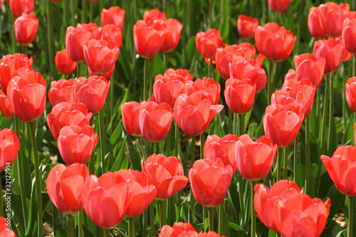 beautiful red tulips