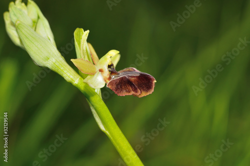 Early Spider Orchid (Ophrys sphegodes) flower photo