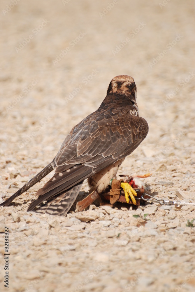 Obraz premium faucon