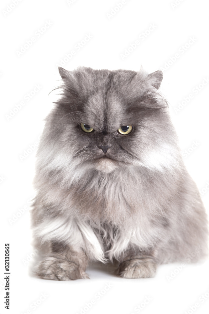 Grey cat isolated on white background