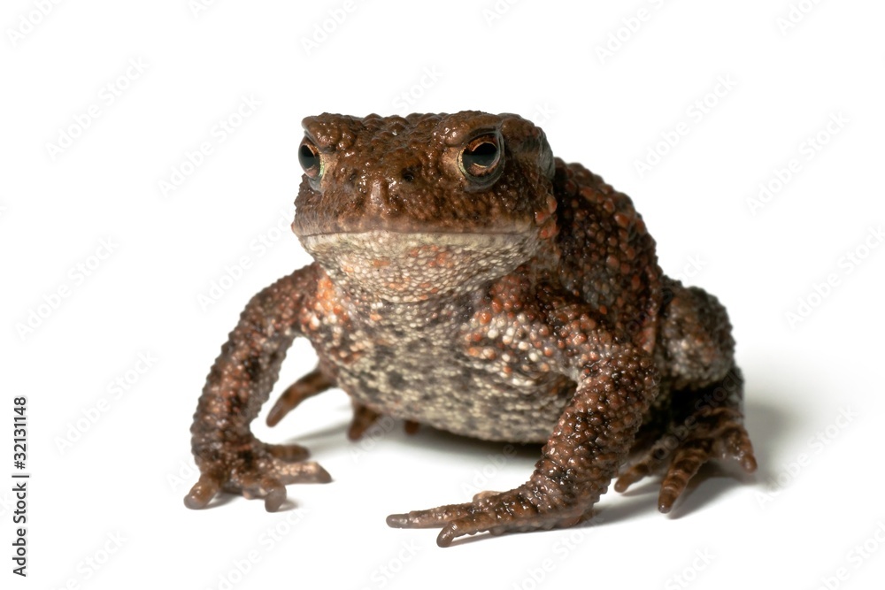 Small common toad on white background facing the photographer Small common toad on white background facing the photographer