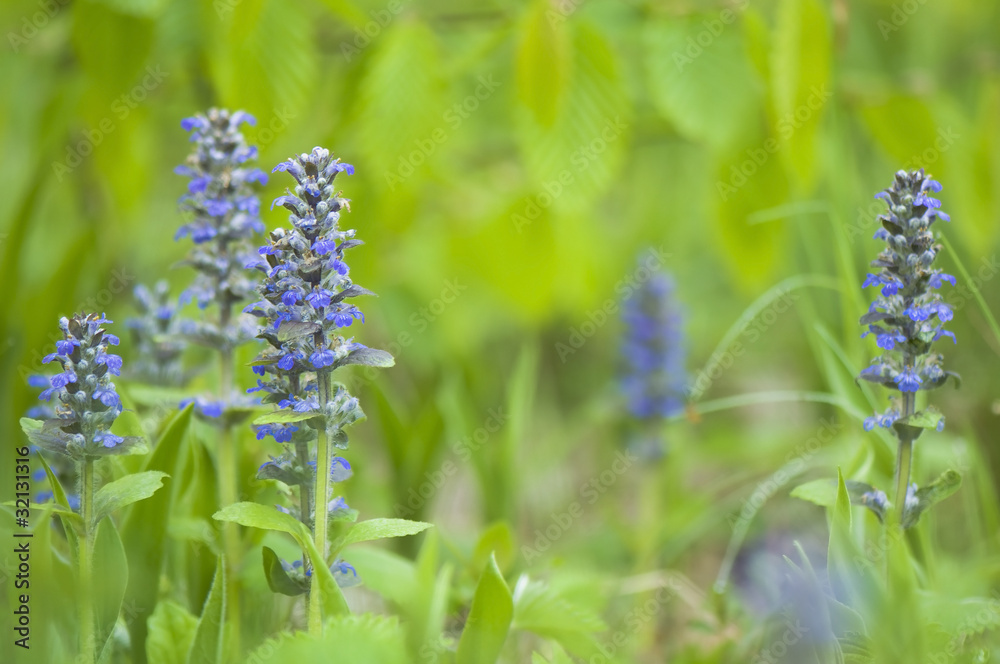 Ajuga reptans