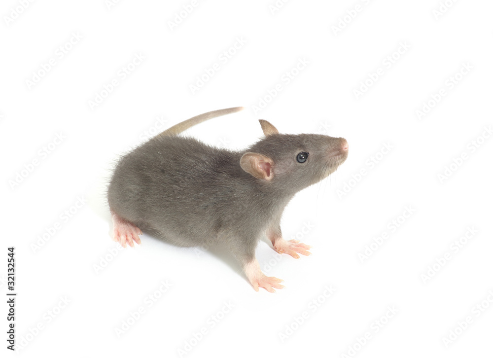 rat rat