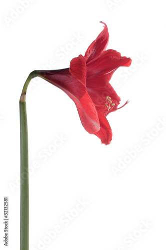 Beautiful red flower