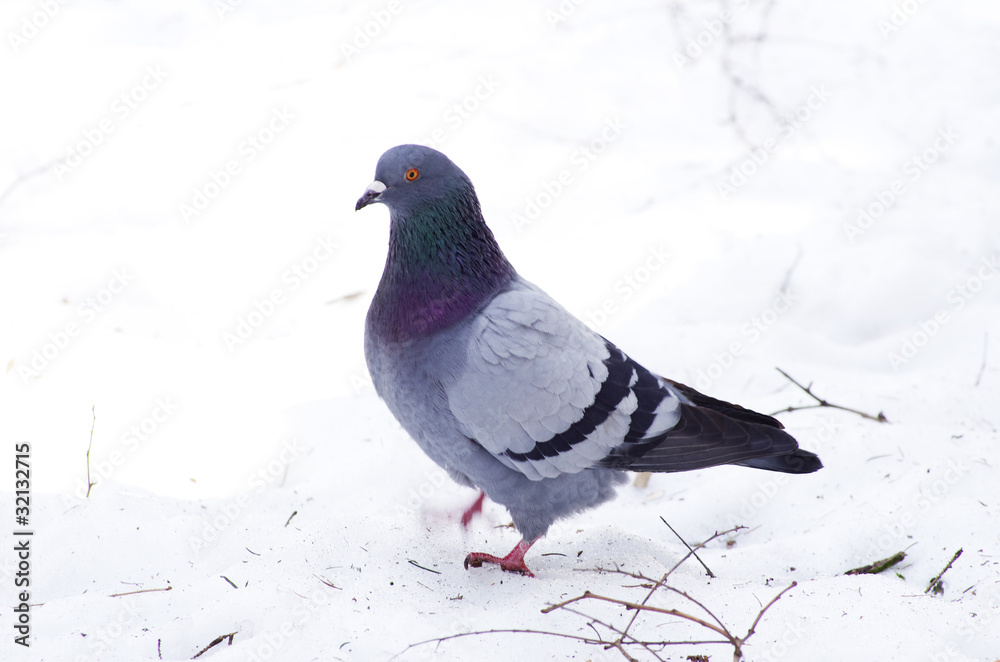 pigeon pigeon