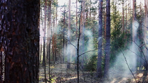 Smoke in spring forest at sunset photo