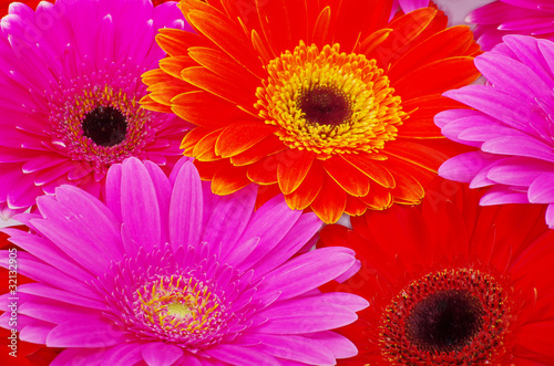 gerbera flower