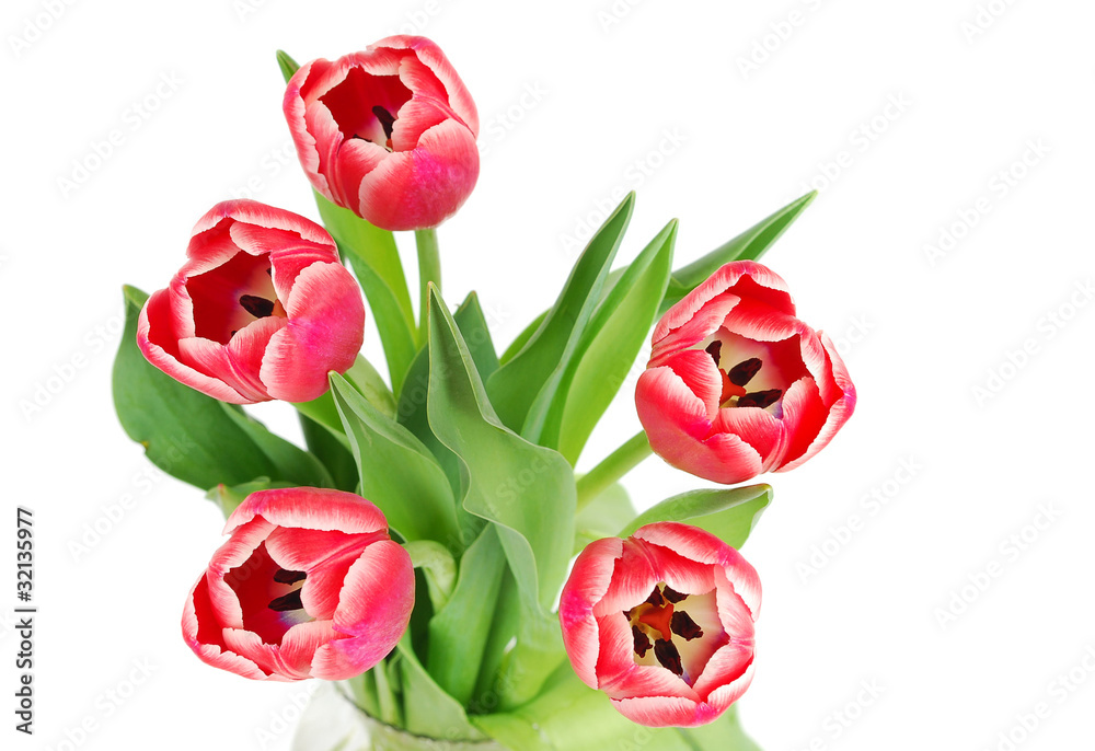 Beautiful pink tulips on white Beautiful pink tulips on white