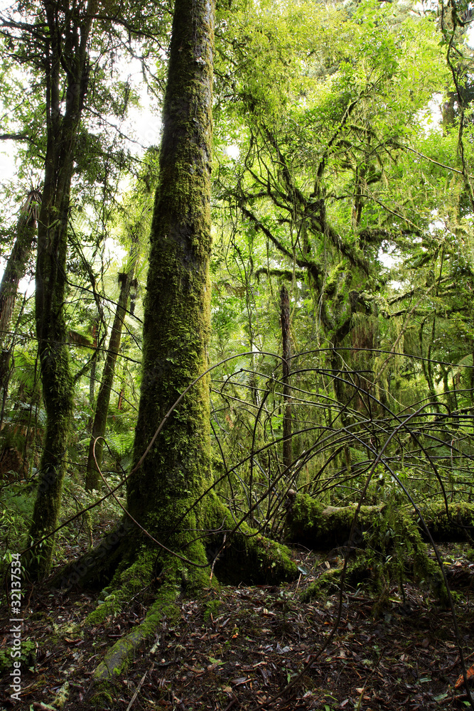 Obraz premium Forest